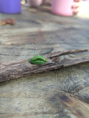Prolimacodes badia