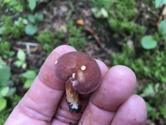 Phylloporus leucomycelinus