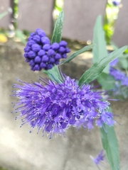 Caryopteris × clandonensis