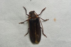 Tragosoma harrisii