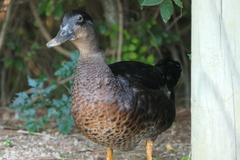 Anas platyrhynchos × Cairina moschata