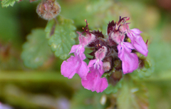 Teucrium chamaedrys