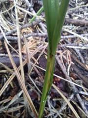 Carex fracta