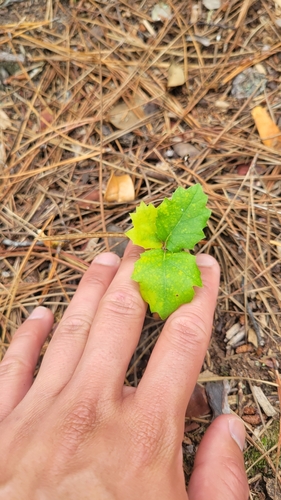 Coast Live Oak seedling