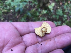 Phylloporus leucomycelinus
