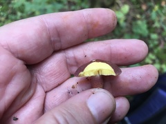 Phylloporus leucomycelinus