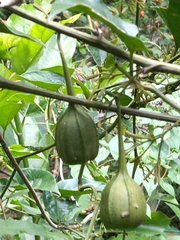 Aristolochia acuminata