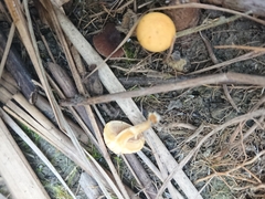 Stropharia coronilla