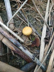 Stropharia coronilla
