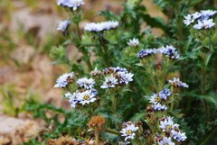 Perezia multiflora