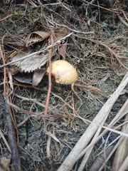 Stropharia coronilla