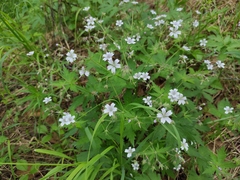 Geranium krylovii