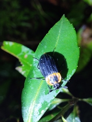 Oxelytrum discicolle