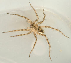 Pardosa mercurialis