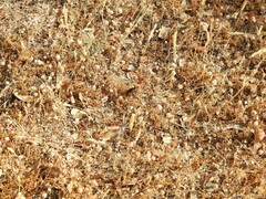 Dioctria atricapilla