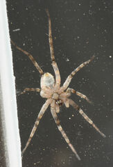 Pardosa mercurialis