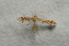 Pterophoridae