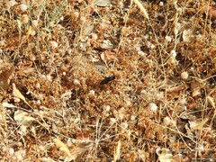 Dioctria atricapilla