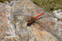 Sympetrum gilvum