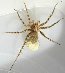 Pardosa mercurialis