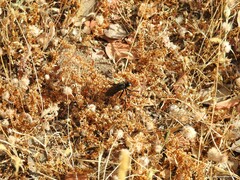 Dioctria atricapilla