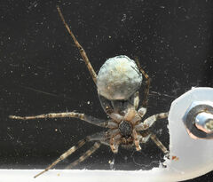 Pardosa mercurialis