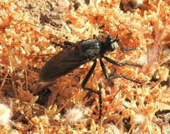 Dioctria atricapilla