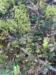 Geum laciniatum