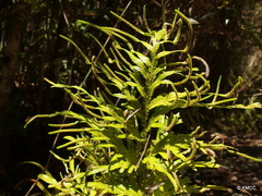 Image of Selaginella polymorpha