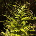 Selaginella polymorpha - Photo (c) Guy Eric Onjalalaina,  זכויות יוצרים חלקיות (CC BY-NC), הועלה על ידי Guy Eric Onjalalaina
