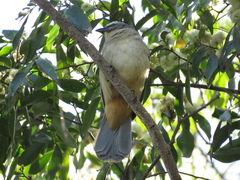 Saltator coerulescens