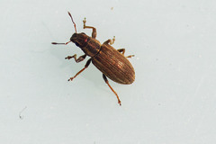 Sitona lineatus