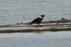 Corvus pectoralis