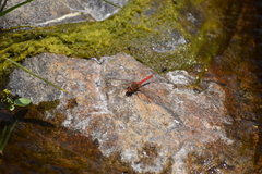 Sympetrum gilvum