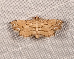 Neomusotima conspurcatalis