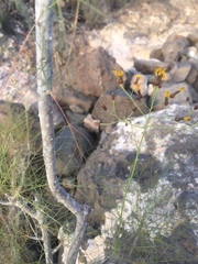 Sonchus leptocephalus