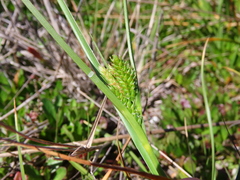 Carex ecklonii