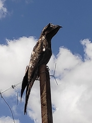 Nyctibius griseus