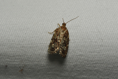 Choristoneura fumiferana