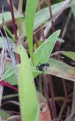 Polyrhachis lacteipennis