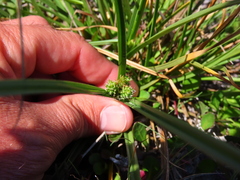 Carex ecklonii