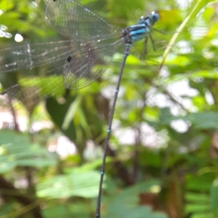 Caconeura