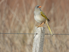 Embernagra platensis