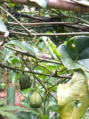 Aristolochia acuminata