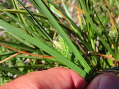 Carex ecklonii