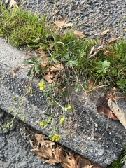 Potentilla argentea