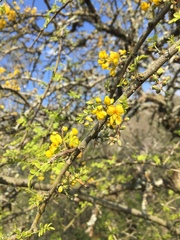 Geoffroea decorticans