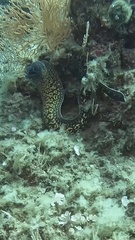 Muraena helena