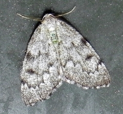 Nepytia canosaria