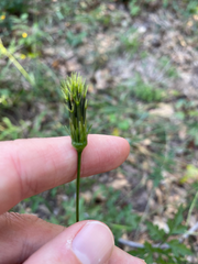 Bidens bipinnata